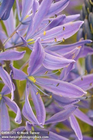 Great Camas blossoms detail
