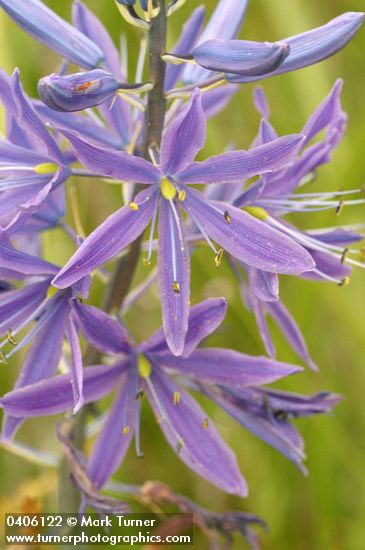 Great Camas blossoms detail