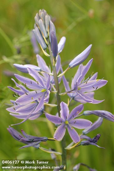 Great Camas blossoms