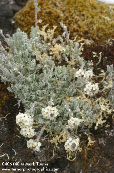 Alpine Smelowskia