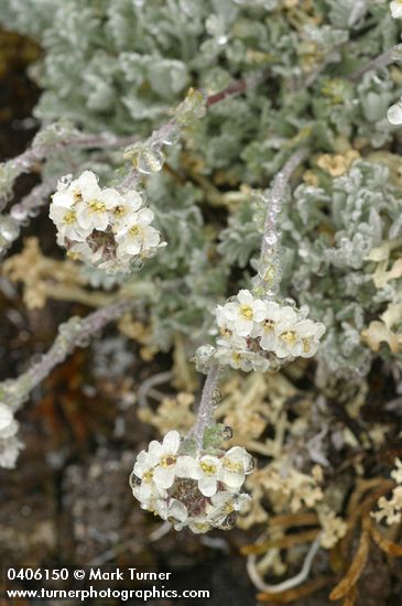 Alpine Smelowskia