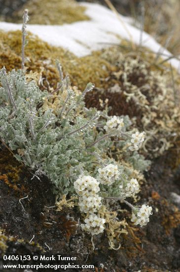 Alpine Smelowskia