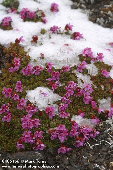 Douglasia blooming through light snow cover