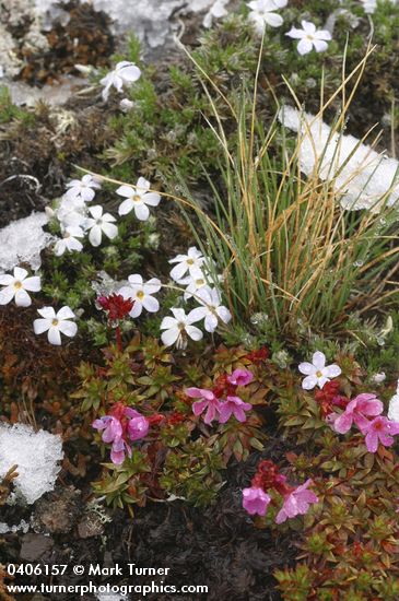Douglasia & Spreading Phlox blooming through melting snow cover
