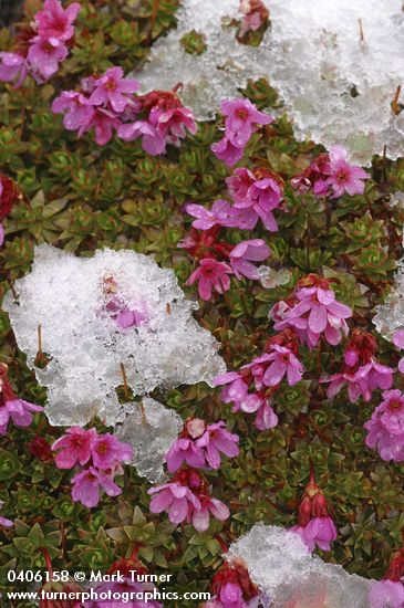 Douglasia blooming through melting snow cover