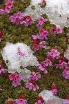 Douglasia blooming through melting snow cover