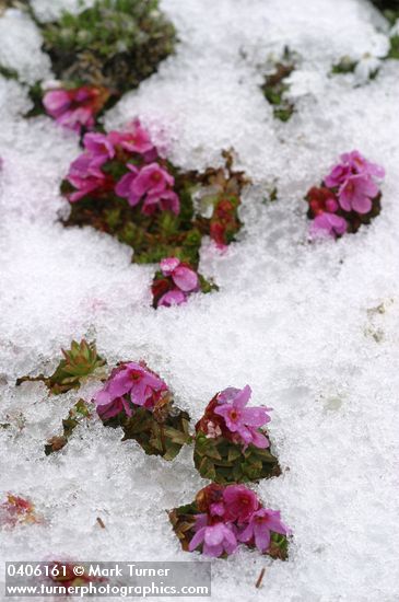 Douglasia blooming through melting snow cover
