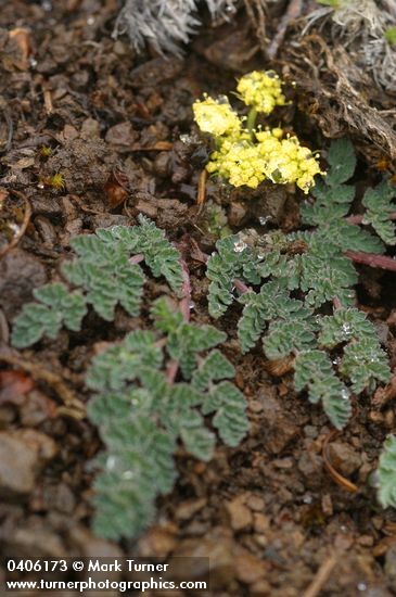 Martindale's Lomatium