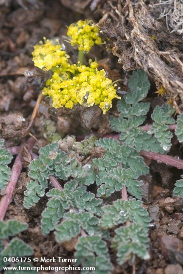 Martindale's Lomatium