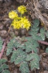 Martindale's Lomatium