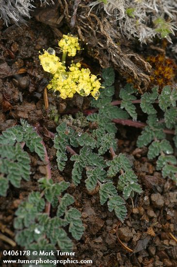 Martindale's Lomatium