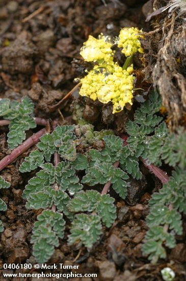 Martindale's Lomatium
