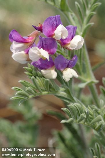 Silky Beach Pea blossoms & foliage