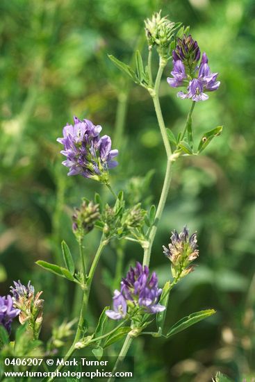 Alfalfa blossoms & foliage