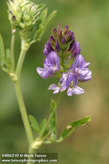 Alfalfa blossoms & foliage detail