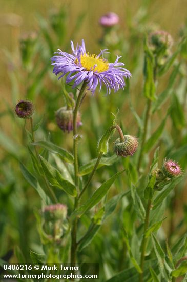 Showy Fleabane blossom & foliage