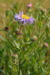 Showy Fleabane blossom & foliage