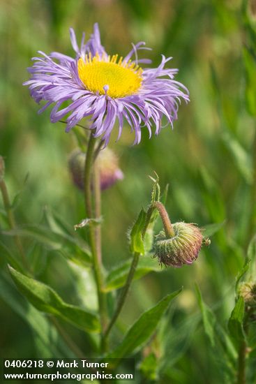 Showy Fleabane blossom & foliage