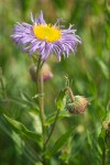 Showy Fleabane blossom & foliage
