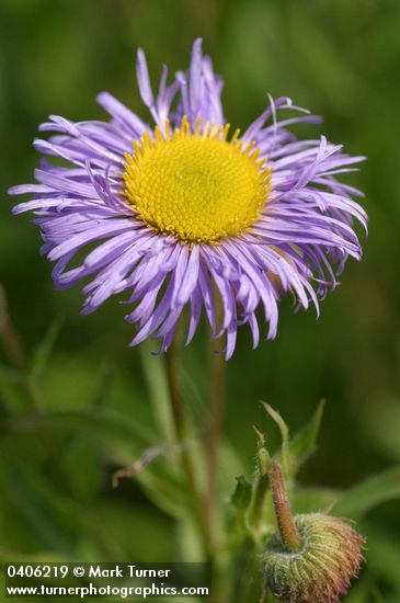 Showy Fleabane blossom detail