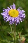 Showy Fleabane blossom detail