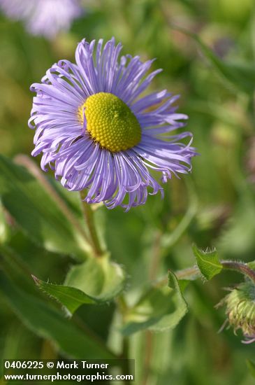 Showy Fleabane blossom detail