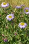 Showy Fleabane