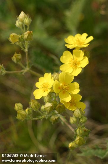 Fivefinger Cinquefoil blossoms detail
