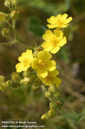 Fivefinger Cinquefoil blossoms detail