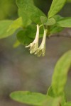 Utah Honeysuckle blossoms & foliage