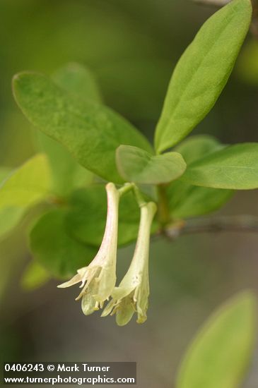 Utah Honeysuckle blossoms & foliage