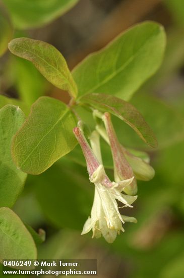 Utah Honeysuckle blossoms & foliage