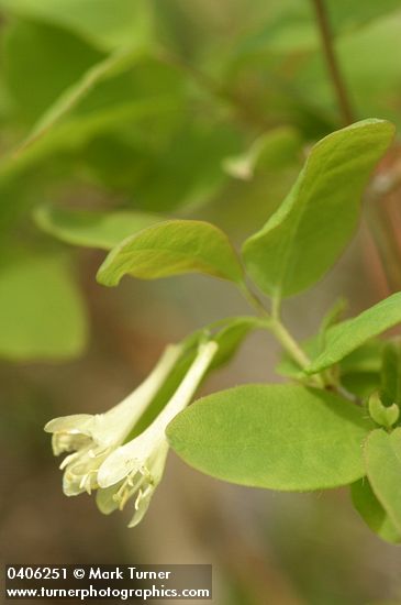 Utah Honeysuckle blossoms & foliage