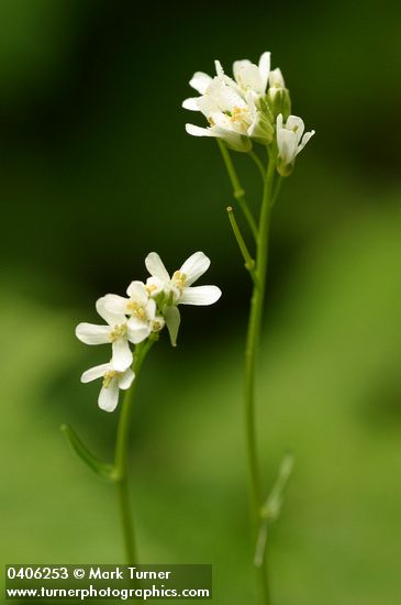 Cascade Rockcress blossoms