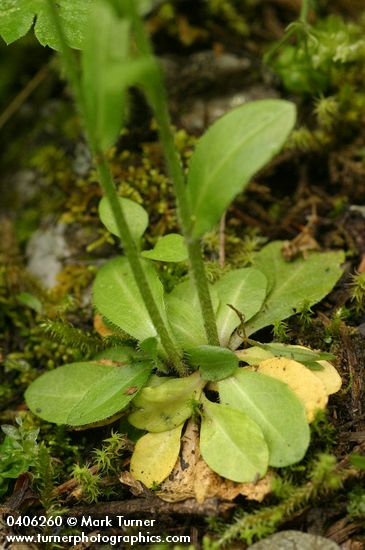 Cascade Rockcress basal foliage detail
