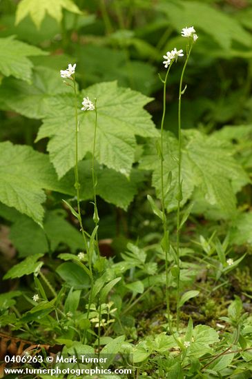 Cascade Rockcress
