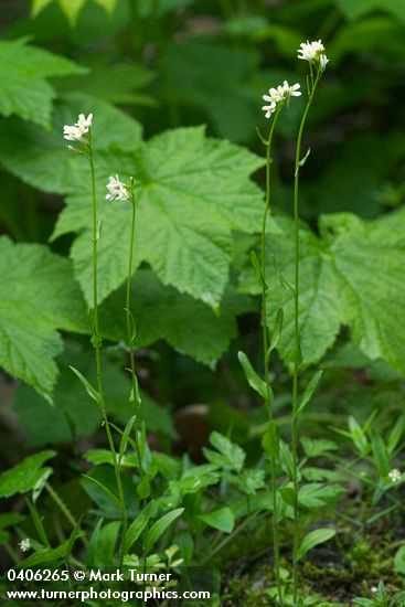 Cascade Rockcress