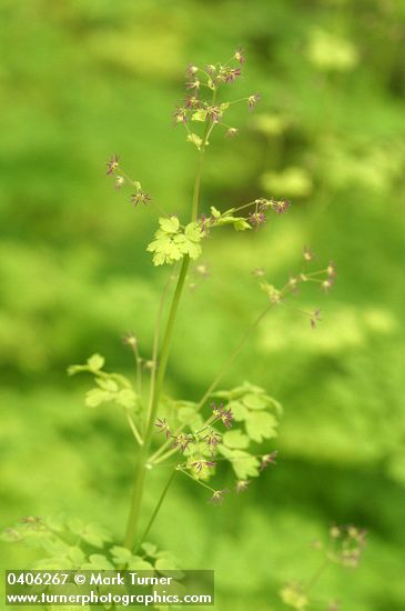 Western Meadowrue (female) blossoms & foliage