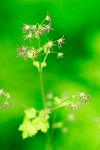 Western Meadowrue (female) blossoms & foliage detail