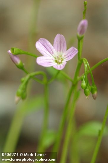 Littleleaf Montia blossom detail