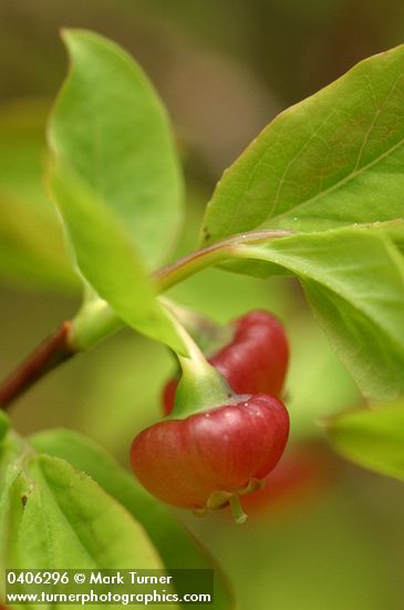 Alaska Huckleberry blossoms & foliage detail