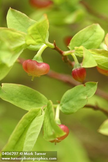 Alaska Huckleberry blossoms & foliage