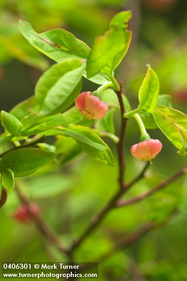 Alaska Huckleberry blossoms & foliage