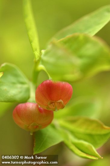 Alaska Huckleberry blossoms & foliage detail