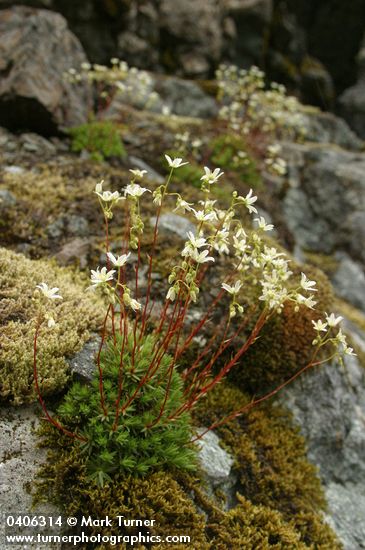 Spotted Saxifrage among moss on rock