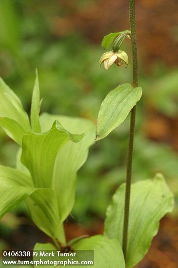 Helleborine