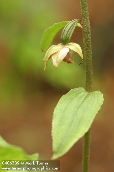 Helleborine blossom & foliage detail