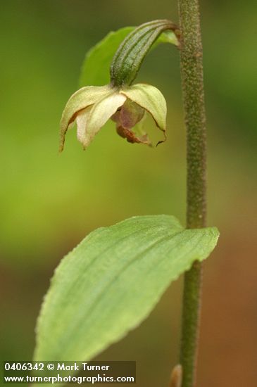 Helleborine blossom & foliage detail