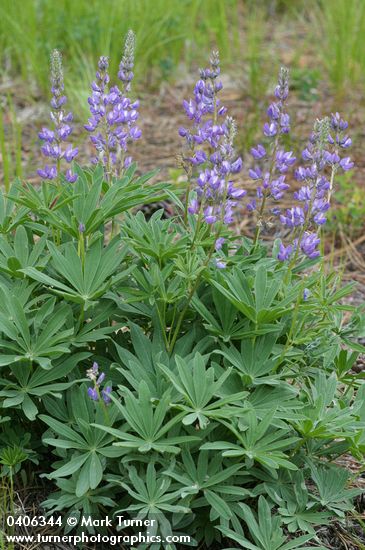 Large-leaved Lupine