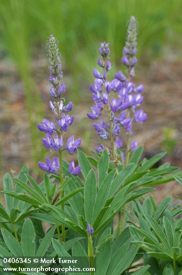 Large-leaved Lupine blossoms & foliage